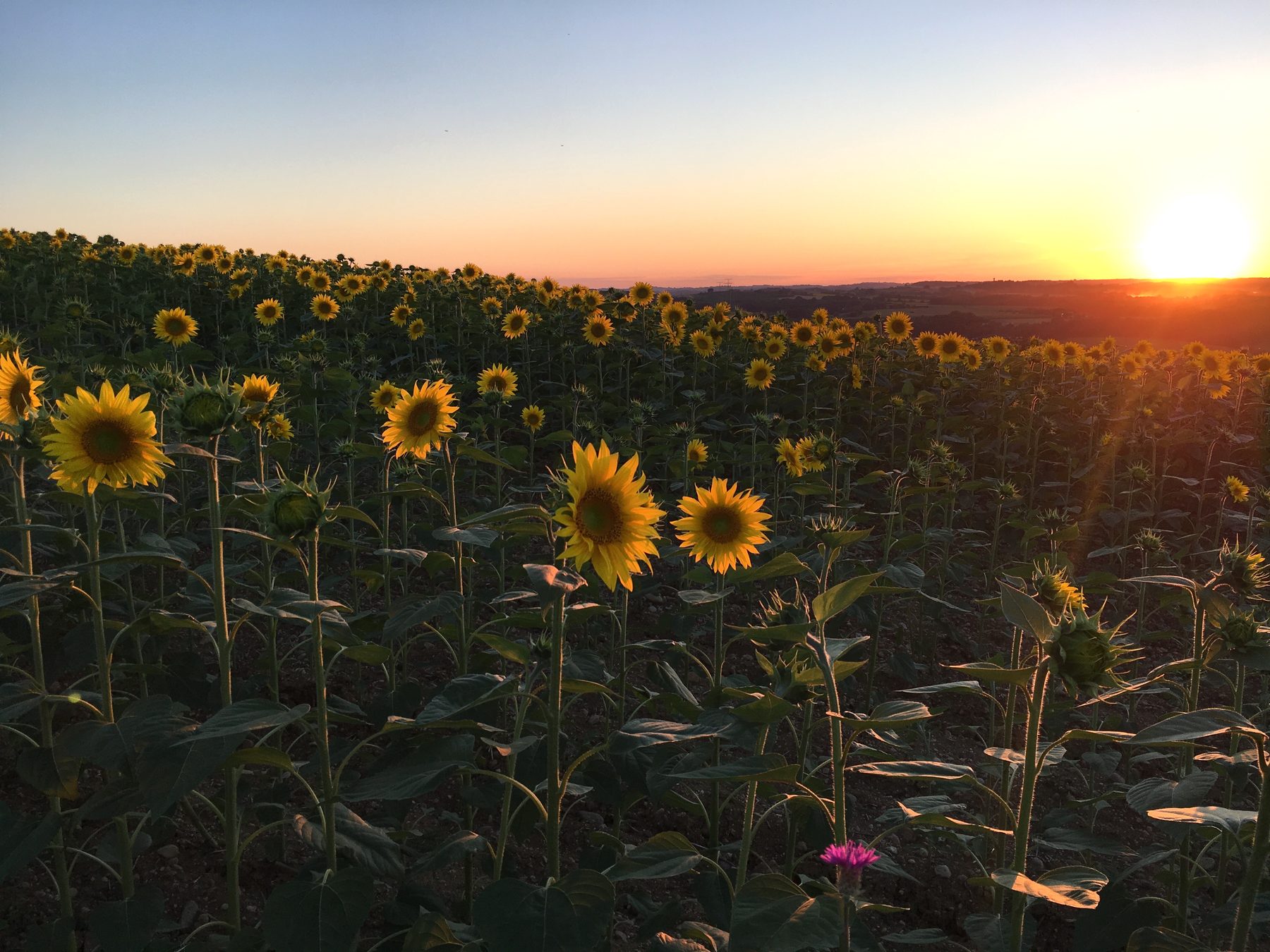Champ de tournesols au coucher du soleil, autour de La Grange en Occitanie